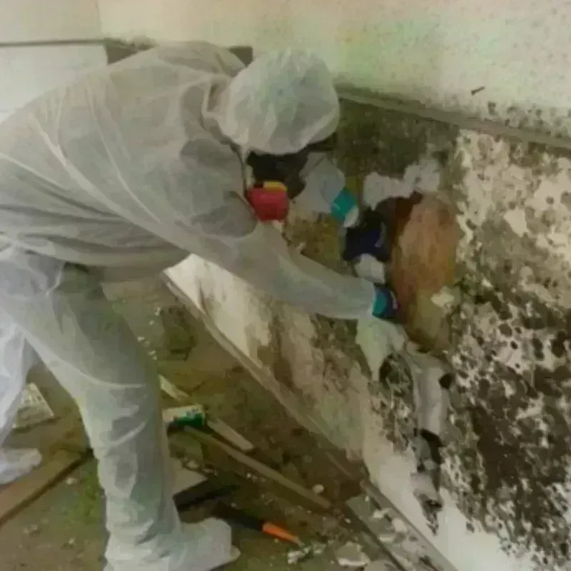 Best Mold Remediation and Removal Service in Belmont, CA